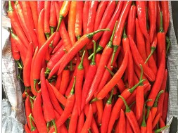 批發配送蔬菜上哪找|蔬菜配送