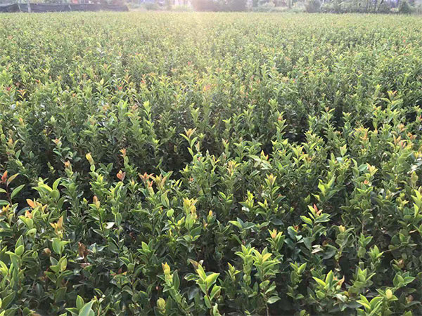 巷口油茶哪里有-裸根苗哪家買實(shí)惠