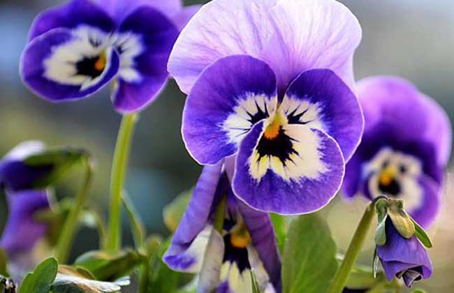 【不選我后悔】三色堇價(jià)格，三色堇供應(yīng)商，三色堇種植基地